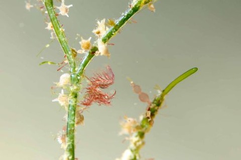 フィコカリス・シムランス