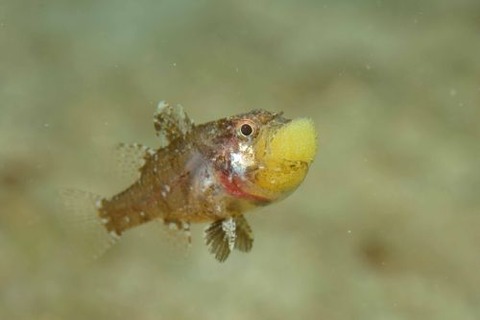 タイワンマトイシモチ