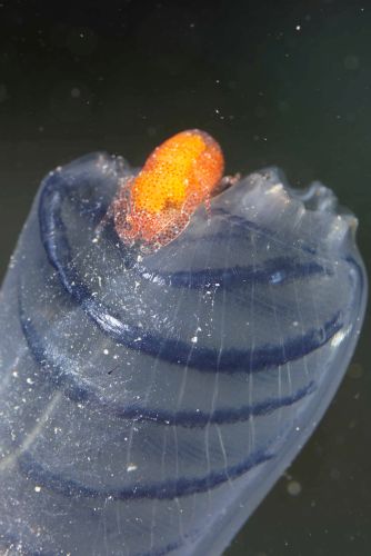 ホヤカクレエビ属の1種