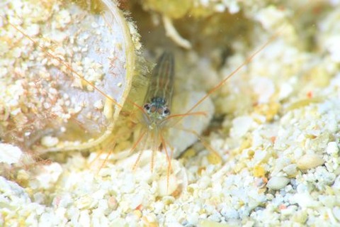 タメトモアカモエビ