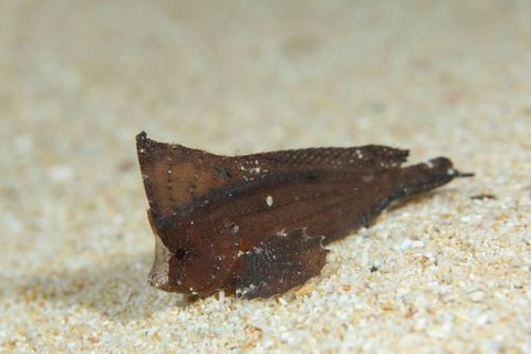 ツマジロオコゼ