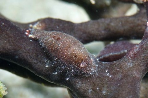 ヂェラストカリス・パロンアェ