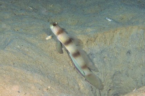 ニュウドウダテハゼ