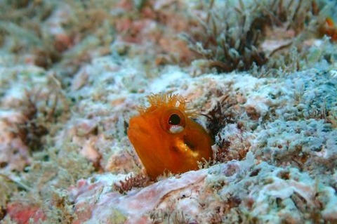 ハダカコケギンポ