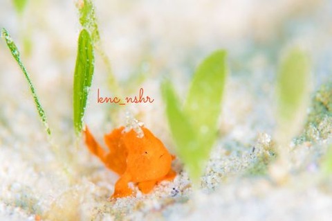 イロカエルアンコウ