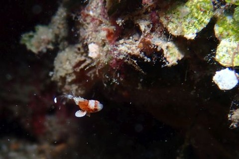 チョウチョウコショウダイ