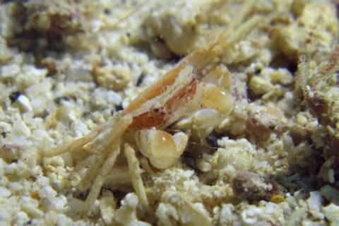 ケブカガニ科の1種