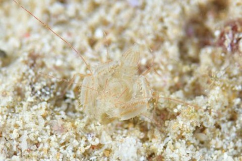 サンゴヒメエビ