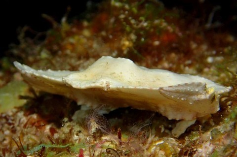 ヒメメンコヒシガニ