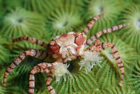 キンチャクガニ