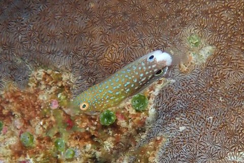 ホシススキベラ