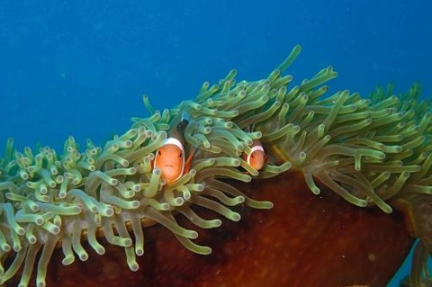 カクレクマノミ