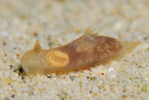 アカボシウミウシ