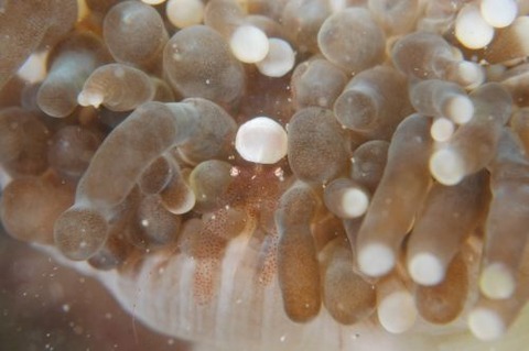 ハモポントニア・フンジコーラ