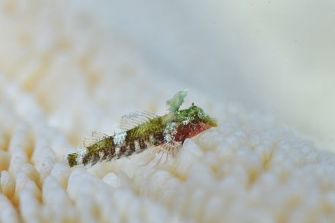 セグロヘビギンポ