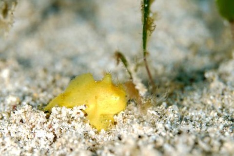 カエルアンコウ