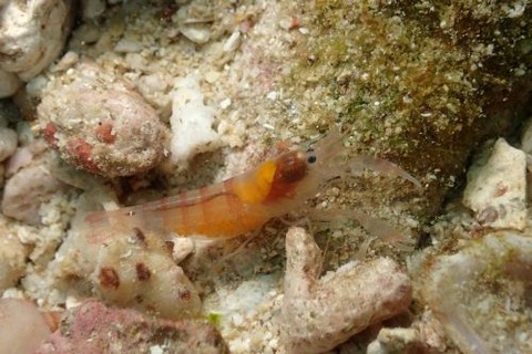 テッポウエビ科の1種