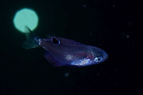 刺激的な水中生物