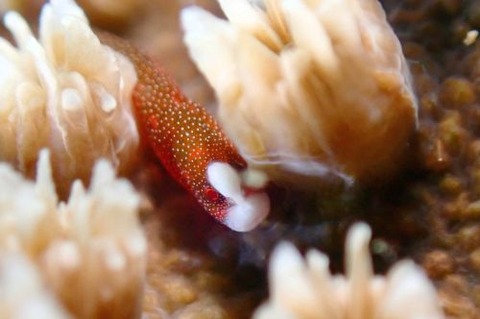 チンヨウジウオ