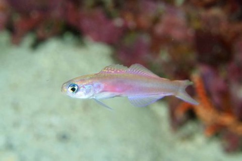 カグヤヒメハゼ