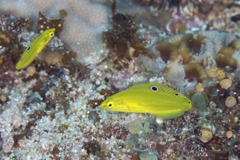 コガネキュウセン