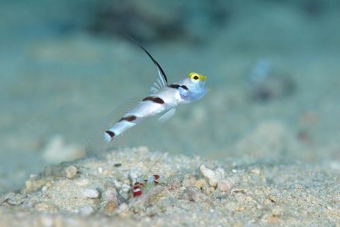 ヒレナガネジリンボウ