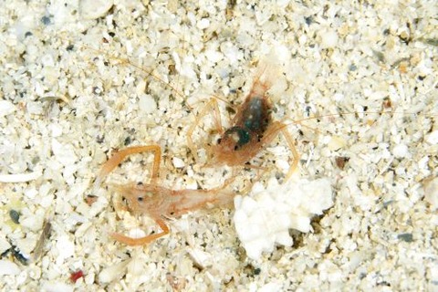 スベスベオトヒメエビ属の1種