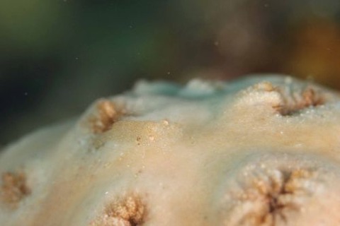 カクレモエビ属の1種