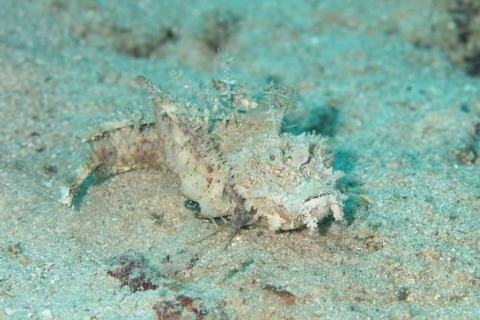 ヒメオニオコゼ