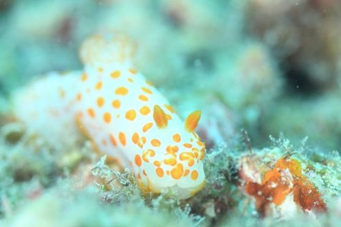 キイボキヌハダウミウシ