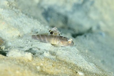 カスリハゼ属の1種