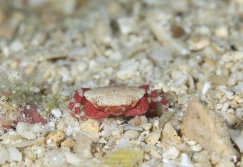 ヒメベニオウギガニ