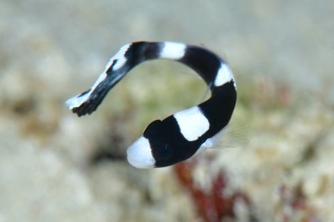 アジアコショウダイ