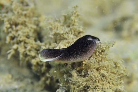 コナユキツバメガイ