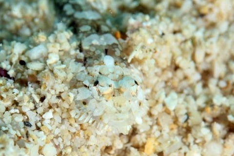 ヒゲモジャハゼ