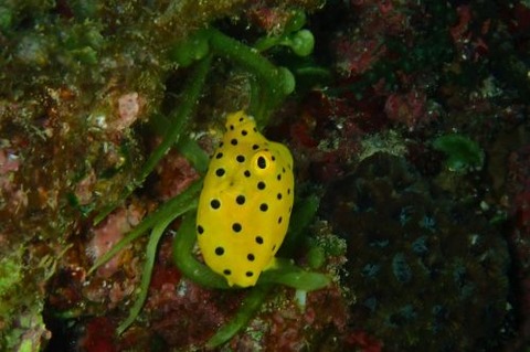 ミナミハコフグ