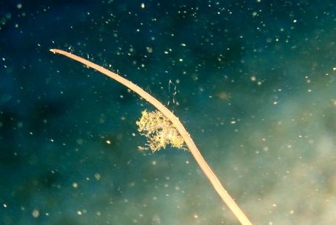 フィコカリス・シムランス