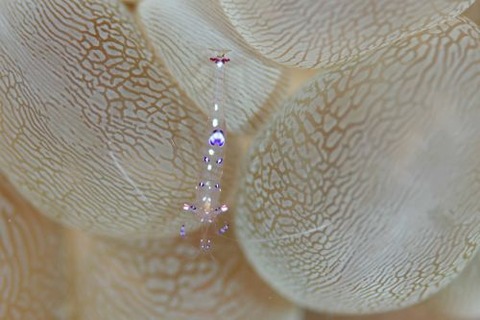 ナデシコカクレエビ