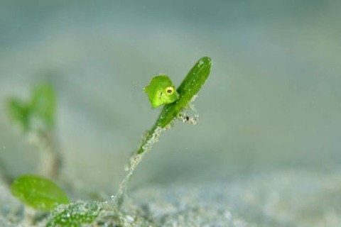 セダカカワハギ