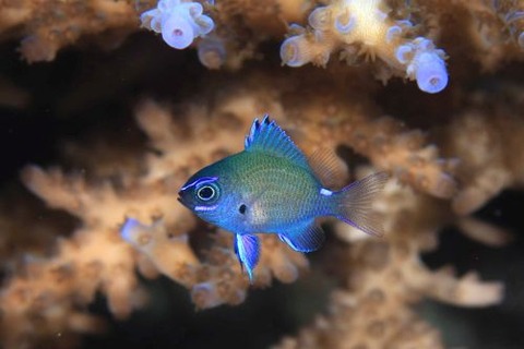 アマミスズメダイ