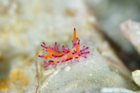 センヒメウミウシ