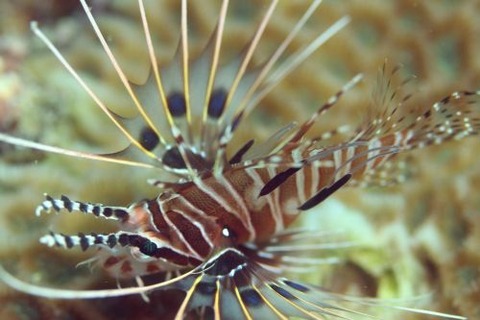 ネッタイミノカサゴ