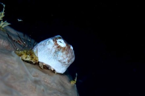 オガサワラカムリ