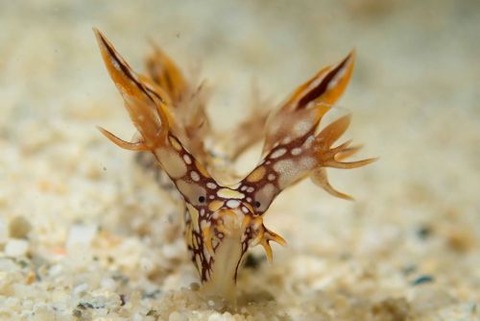 ヒオドシユビウミウシ