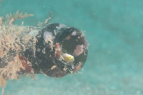 ナカモトイロワケハゼ