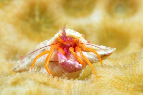 アデヤカゼブラヤドカリ