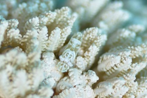 アザミカクレモエビ