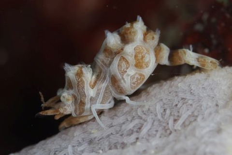 マルミカクレモエビ