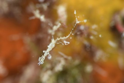 シオサイカクレエビ