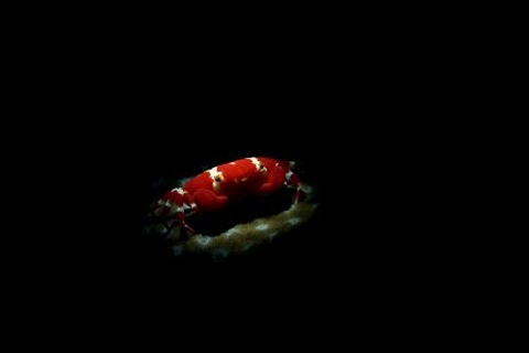 ヒメベニオウギガニ